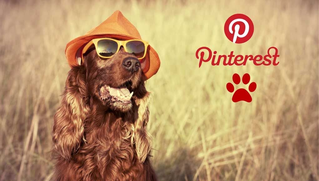 Best Pinterest Pages for Dog Owners Today