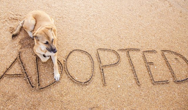 Checklist for Adopting a New Dog or Puppy