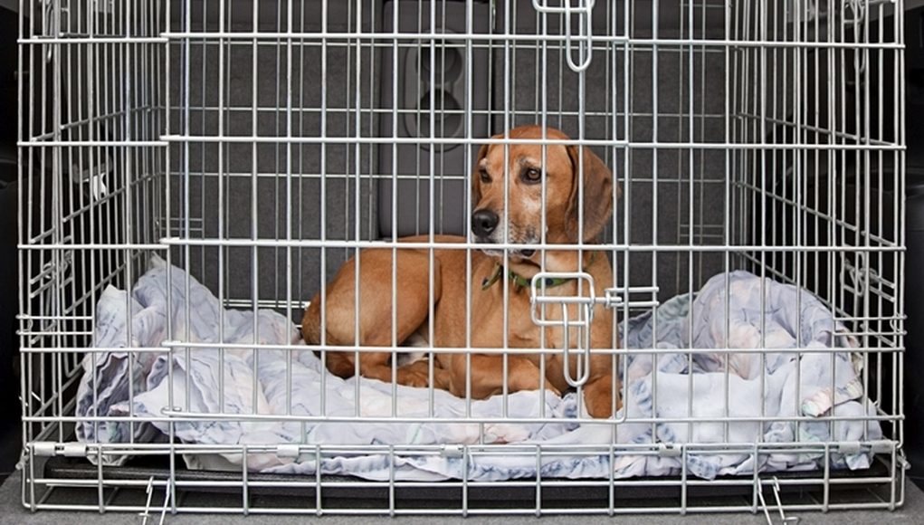 Crate Training a Dog