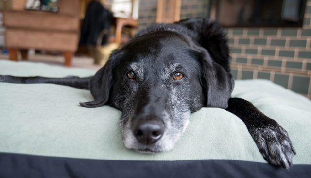 Dog Rescue Takes in Homeless Elderly Dogs