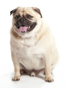 Dog food for obese dogs