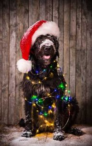 Dog is dressed like santa claus