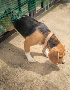 Dog is escaping a crate