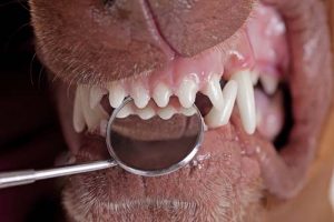 Dog teeth health after raw feeding