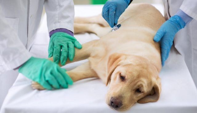 FDA Says Skin Cancer Cream Has Caused Deaths in Dogs