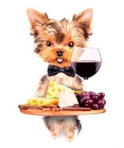 French yorkie dog serving food