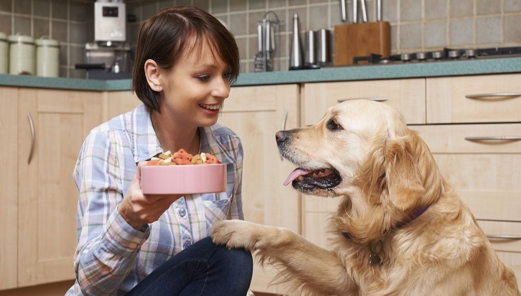 How to Choose the Best Dog Food for Your Dog