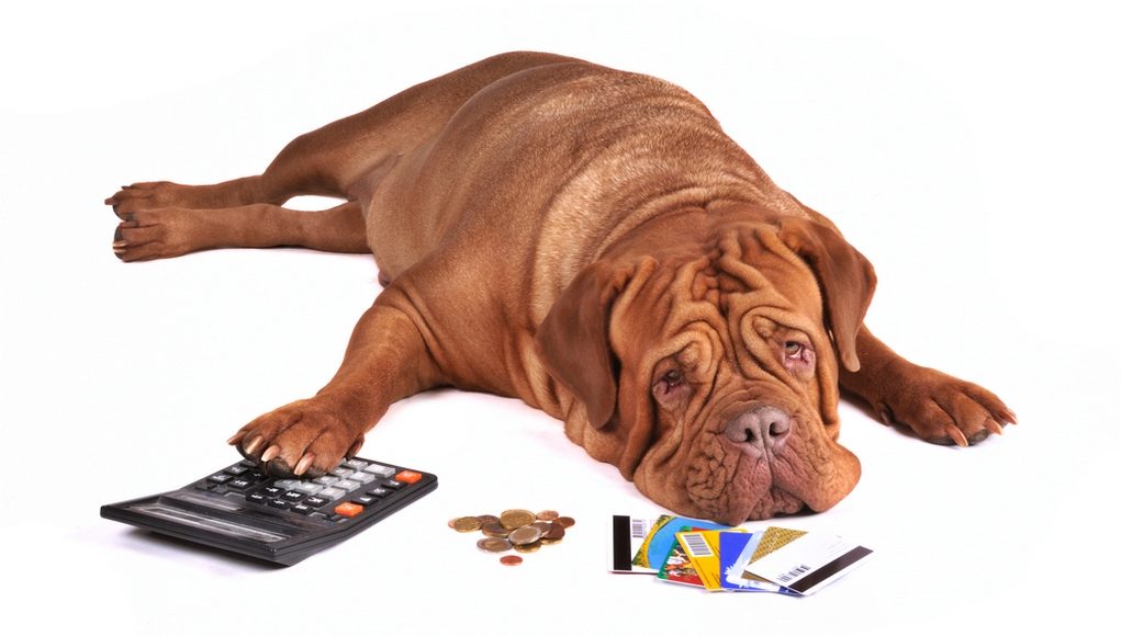 How to Save and Budget for General Dog Costs