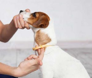 How to put on a dog flea collar