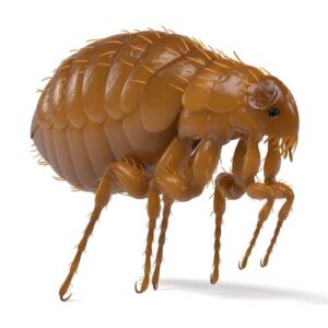 Photo of a dog flea