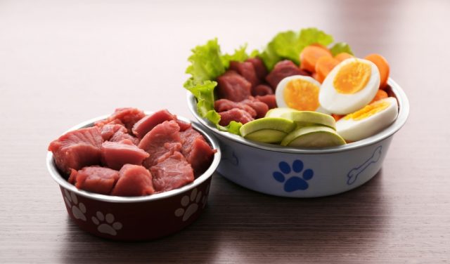 Reasons to Feed Your Dog Raw Food Diet featured image