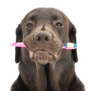 Remember to brush dog teeth regularly