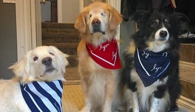 Smiley the Therapy Dog