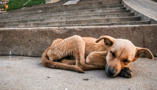 South African Dog Gets Rescued