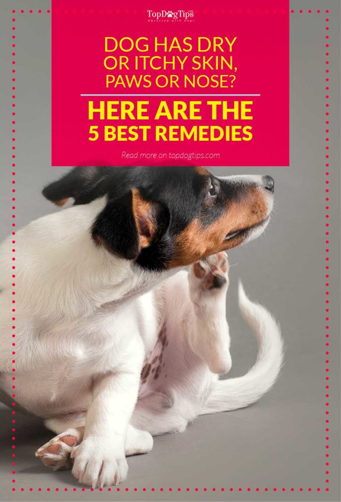 Top Rated Remedies for Dog Dry Itchy Skin