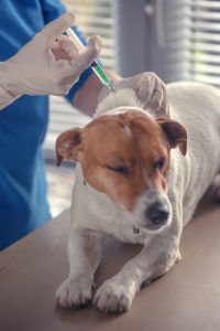 Vaccine your dog before going hiking