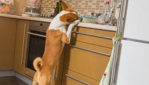 Don't allow your dogs easy access to kitchen counter