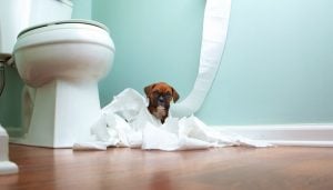 Prevent your puppy from drinking from the toilet