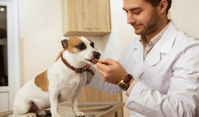 vet recommended dog treats