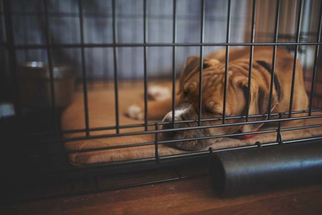 10 Ways to Stop a Dog Pooping in a Crate featured image