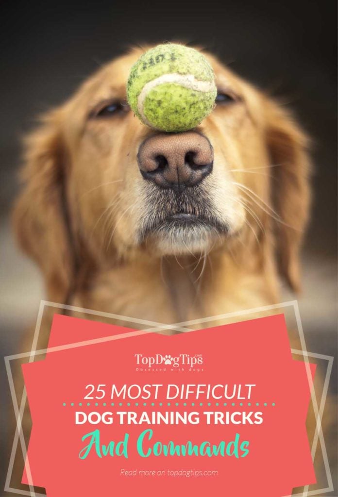 25 Super Difficult Tricks to Train Dogs