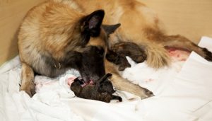 Tips on How to Prepare for Your Dog's Pregnancy