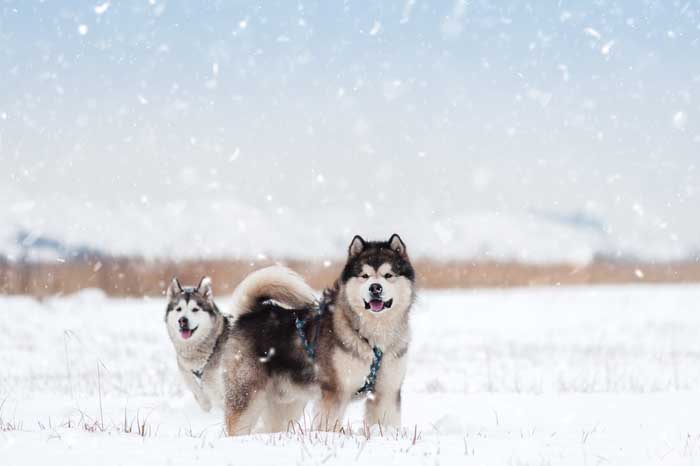 Alaskan Malamute