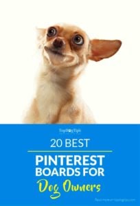 Best Pinterest Boards For Dog Owners