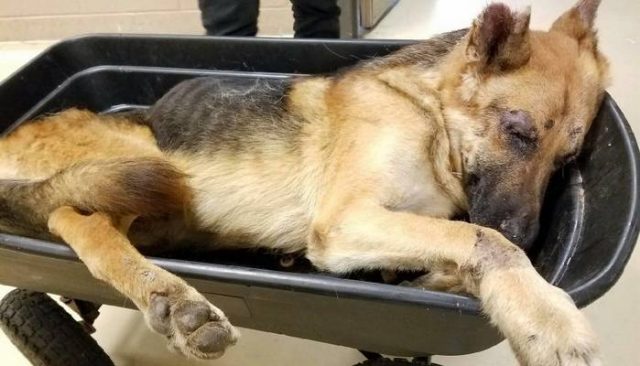 Dog Surrendered and Dying in a Wheelbarrow Receives Miraculous Rescue