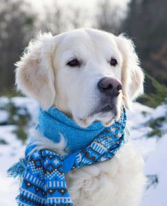 Dog with a scarf in snowy weather