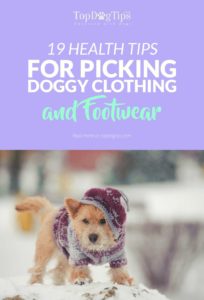 Health Tips for Picking the Best Dog Clothes and Footwear