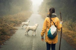 Hiking with dogs in a poor weather