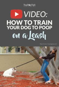 How To Train A Dog To Poop On A Leash