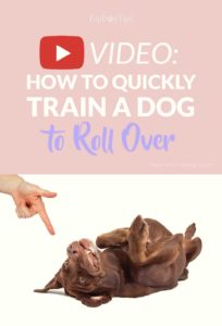 How To Train A Dog To Roll Over