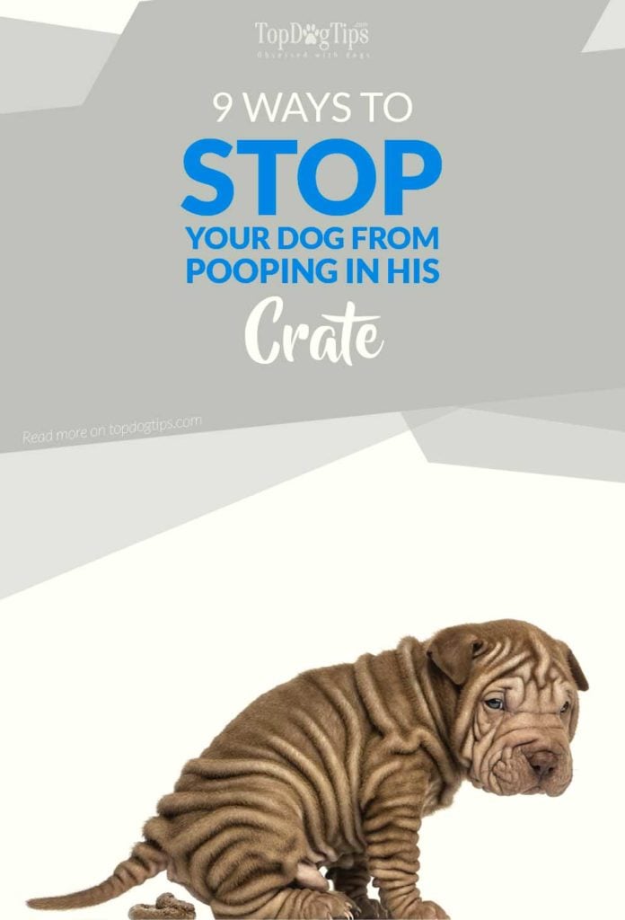 How to Stop Dog Pooping in Crate