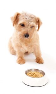 How to choose the best cheap puppy food brand