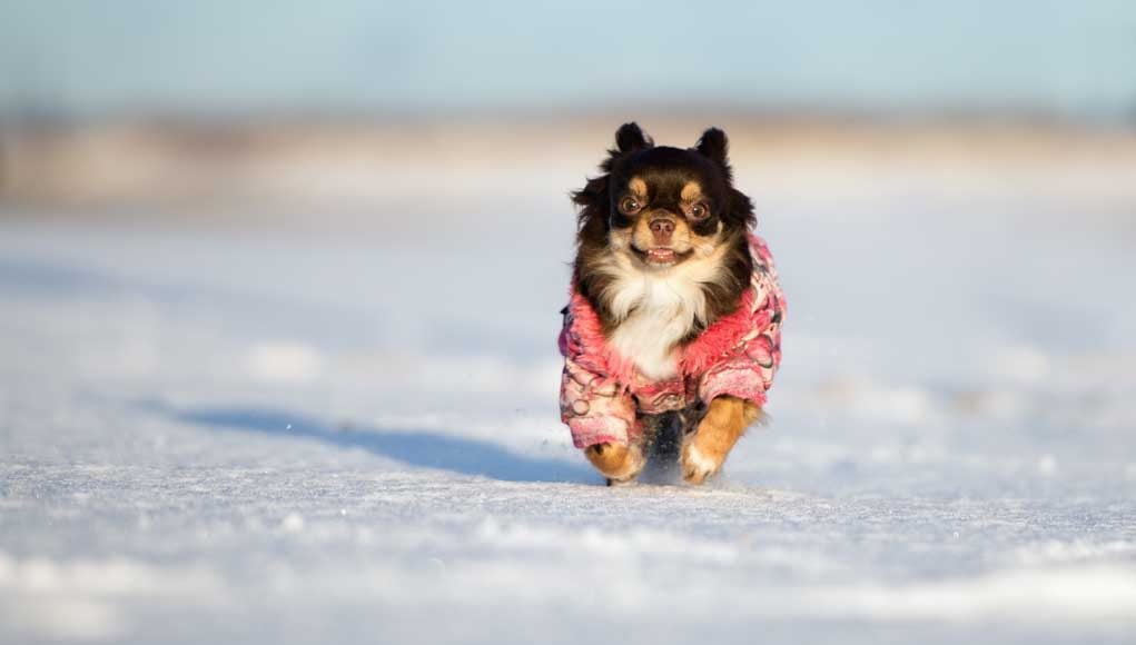 How to pick best dog clothes and footwear for dogs