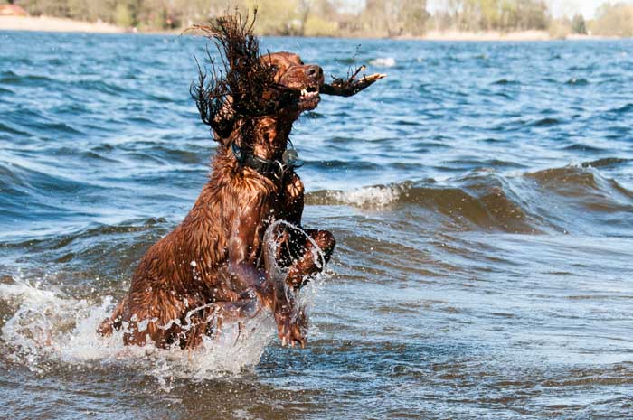 Irish Setter