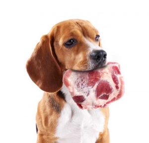 Is raw diet healthy for dogs