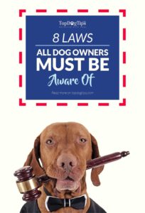 Laws All Dog Owners Should Be Aware Of