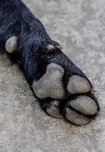 Measure dog paw for dog boots