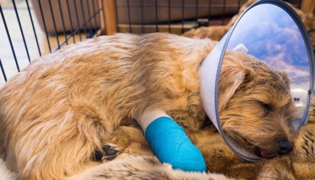 Meet the Group of Second-Graders Who Helped Save an Injured Dog