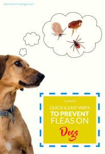 Most Important Steps for Preventing Fleas on Dogs