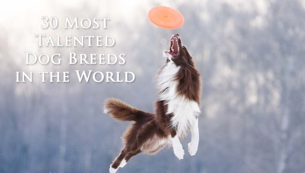 Most Talented Dog Breeds in the World