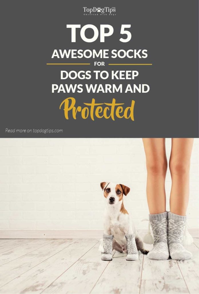 My 5 Favorite Socks for Dogs