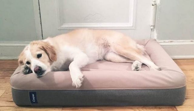 New Casper Dog Mattress is Guaranteed to Be the Comfiest Bed for Pups