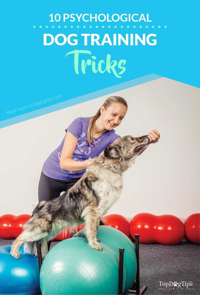 Psychological Dog Training Tricks