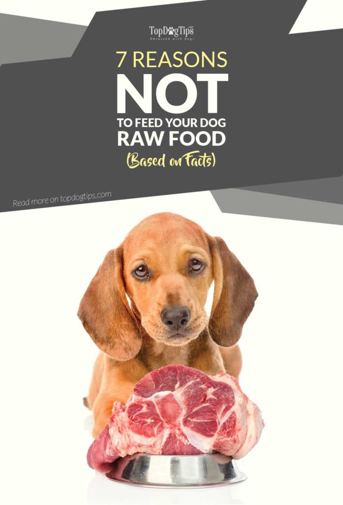 Reasons NOT to Feed Your Dog Raw Dog Food