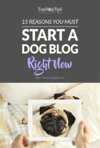 Reasons You Should Start A Dog Blog Right Now