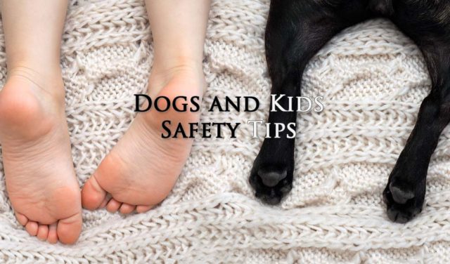 Safety Adopting Dog for Family with Kids